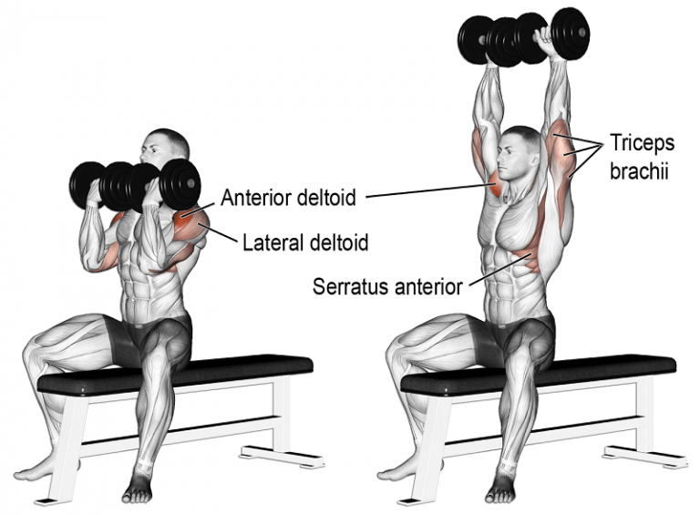 How to Arnold Dumbbell Press? What Are The Benefits?