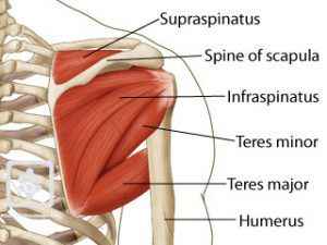 External Rotation Dış Rotasyon Nasıl yapılır?