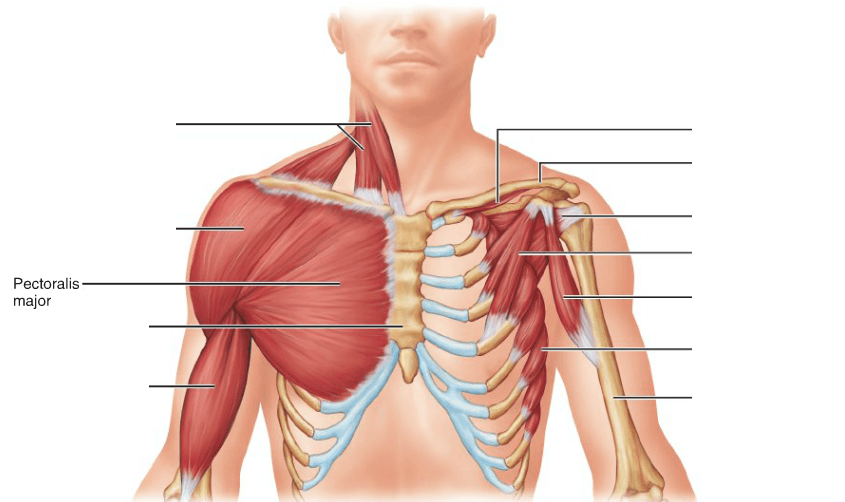 hangi-kas-nerededir-en-detayl-kas-anatomisi