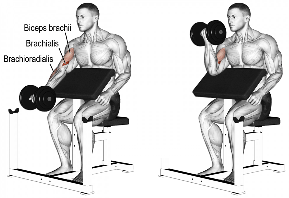 dumbell-preacher-curl-nas-l-yap-l-r