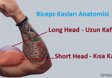 Uzun Biceps ve Kısa Biceps Genetik Açıklaması