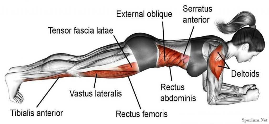 Which Muscles Do Planks Work?